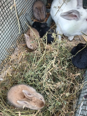 iepurași, cuib 14.03.2026 - imagine 4