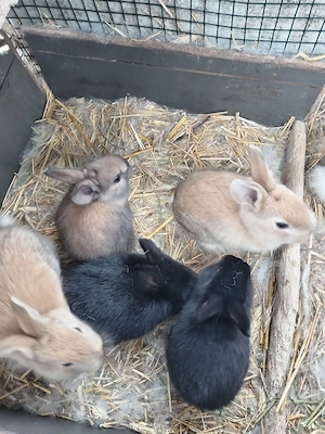 iepurași, cuib 14.03.2026