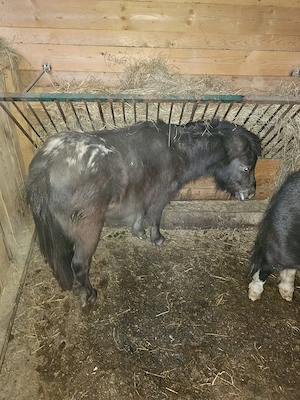 Vand Ponei - imagine 2