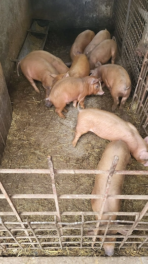 Vand purcei duroc - imagine 2