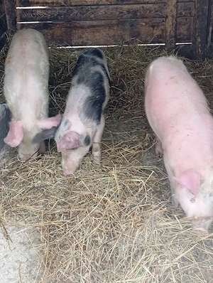 porci de vânzare 