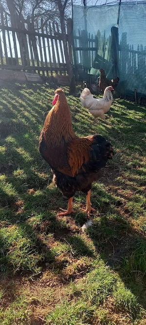 Cocoi: Australorp negru, Wyandotte auriu  - imagine 2