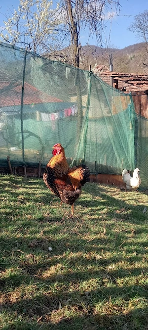 Cocoi: Australorp negru, Wyandotte auriu  - imagine 3