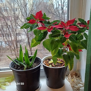 vand apartament intrun bloc cu mansardă  - imagine 5