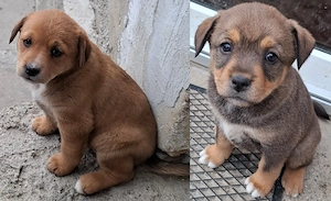 Donez catelusi, talie medie, Metis. Pui de caine spre adoptie. - imagine 2