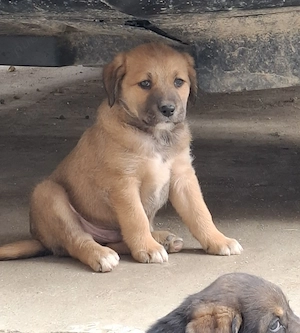 Donez catelusi, talie medie, Metis. Pui de caine spre adoptie. - imagine 4