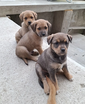 Donez catelusi, talie medie, Metis. Pui de caine spre adoptie. - imagine 3