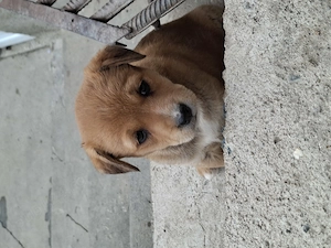 Donez catelusi, talie medie, Metis. Pui de caine spre adoptie. - imagine 5