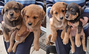 Donez catelusi, talie medie, Metis. Pui de caine spre adoptie.