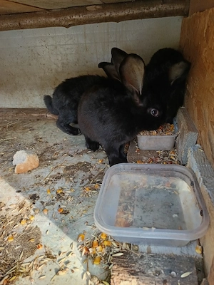 Vand trei femele fluture janet german  - imagine 2