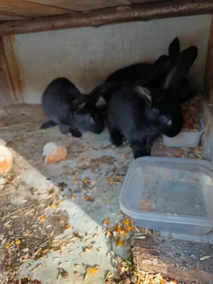 Vand trei femele fluture janet german 