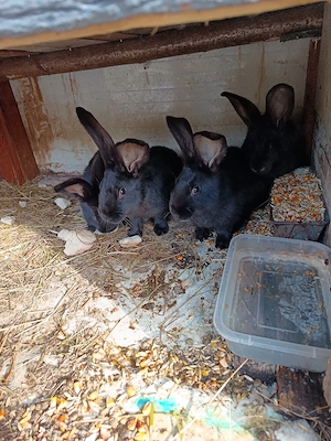 Vand patru masculi fluture janet german 