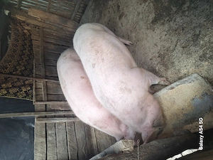 Se Vinde porci!   - imagine 3