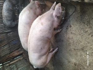 Se Vinde porci!   - imagine 2