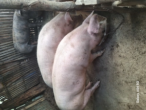 Se Vinde porci!   - imagine 5