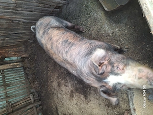 Se Vinde porci!   - imagine 4