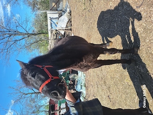 Vând manz de 10 luni. - imagine 2