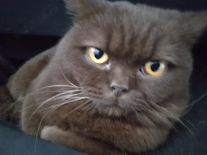 Puiuti British shorthair