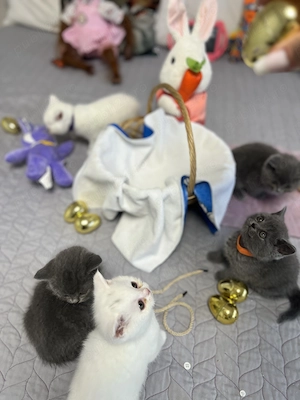 British shorthair blue si white  - imagine 4