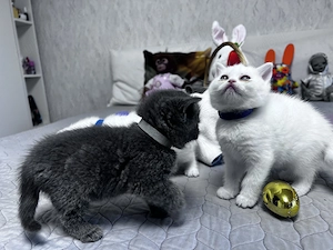 British shorthair blue si white  - imagine 2