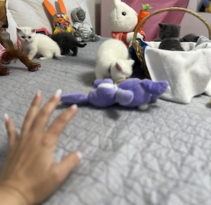 British shorthair blue  & british shorthair white - imagine 5