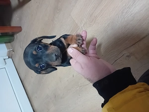 Vand catei tekel frumos pitic - imagine 2