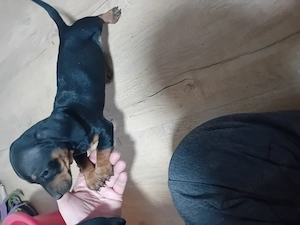 Vand catei tekel frumos pitic - imagine 3