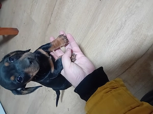 Vand catei tekel frumos pitic - imagine 4