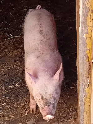 vand grasuna 40 k landras  - imagine 2