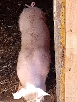 vand grasuna 40 k landras  - imagine 3