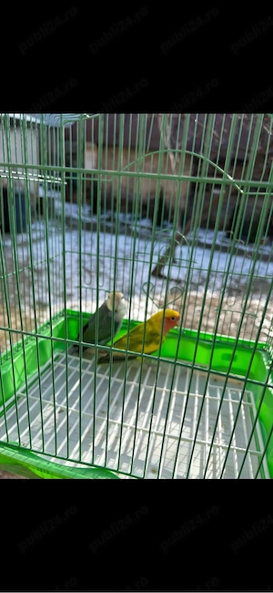 papagali agapornis  - imagine 3