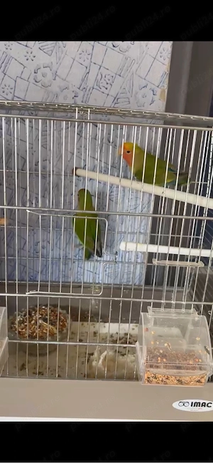 papagali agapornis  - imagine 2