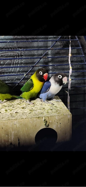 papagali agapornis  - imagine 4