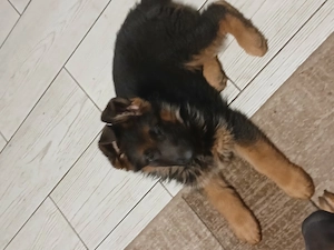 Pui ciobănesc german  - imagine 3