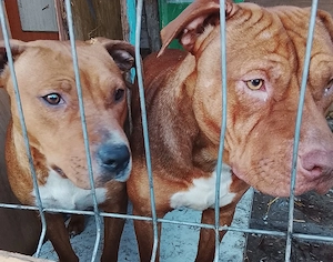 Amstaff de vânzare, băiat,fata 1an si 3 luni, și 3 fetițe,doresc,la o familie responsabila,