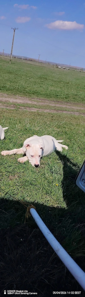 Spre vânzare dog argentinian  - imagine 3