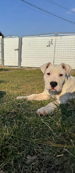 Spre vânzare dog argentinian  - imagine 2