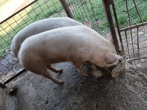 Vând porci de vânzare 150 kg