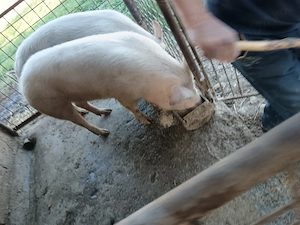 Vând porci de vânzare 150 kg - imagine 2