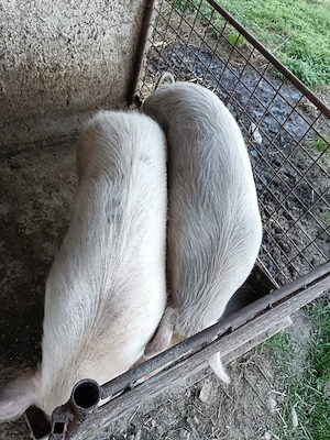 Vând porci de vânzare 150 kg - imagine 3