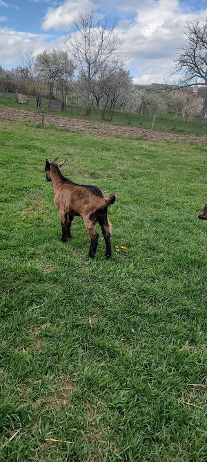 De vinzare 1 ied si 2 iedute 