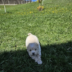 Bichon cu shihtzu  - imagine 2
