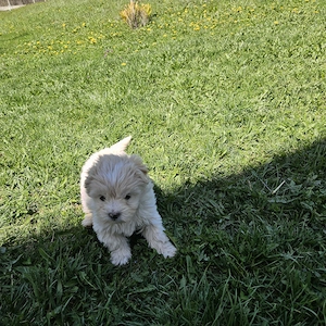 Bichon cu shihtzu  - imagine 3