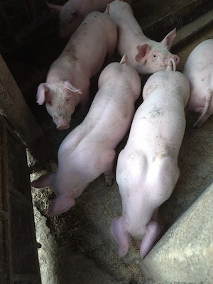 Vand purcei 9 săptămâni 400 de lei buc nr de tel  