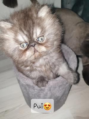 Pui persan de vânzare  - imagine 2