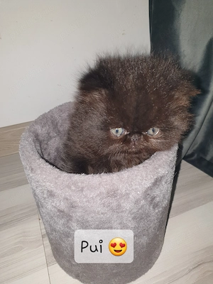 Pui persan de vânzare 