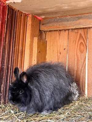 iepure angora  - imagine 2