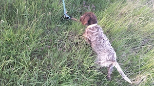 Dresaj canin  - imagine 5