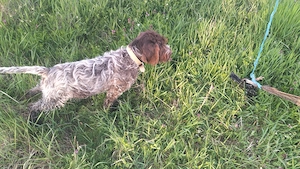 Dresaj canin  - imagine 4