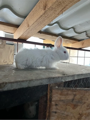 vand iepurasi  - imagine 3